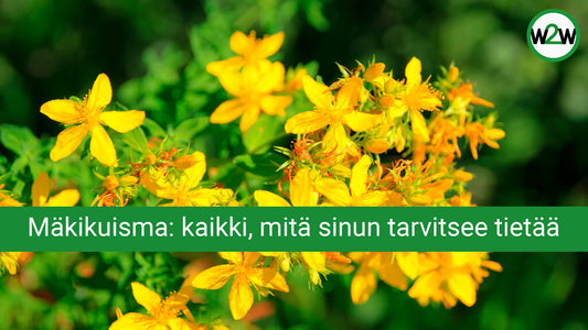 w2w terveys ja hyvinvointi mäkikuisma, Hypericum perforatum, kukintoja